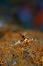 Raja Ampat 2019 - DSC06908_rc - Conical spider crab - galathee conique - xenocarcinus conicus